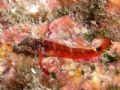 Tripterygion melanurus